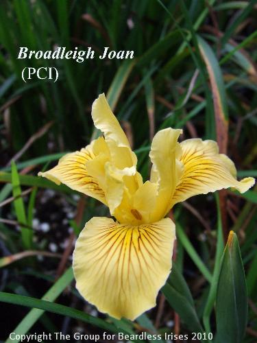 Broadleigh Joan (1)